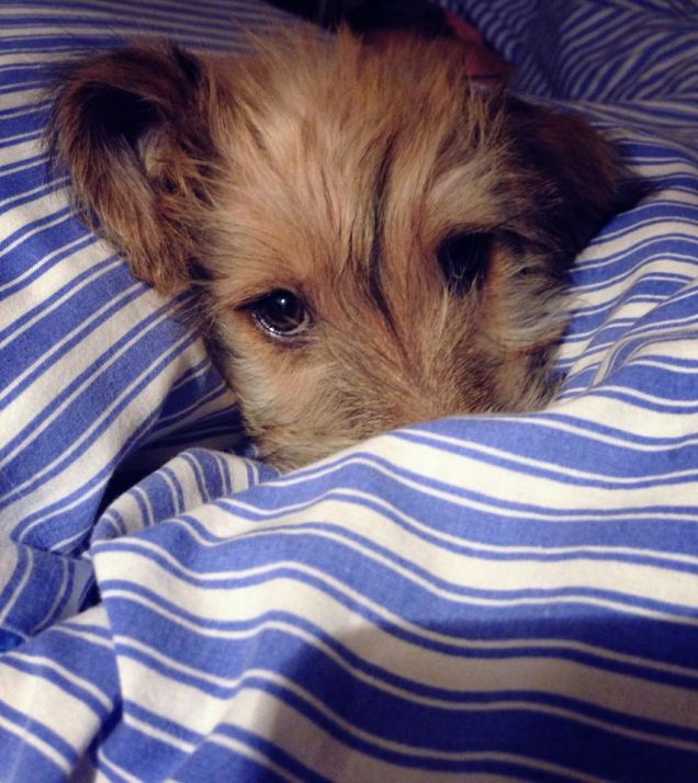 Sophie cucciola sotto le coperte 