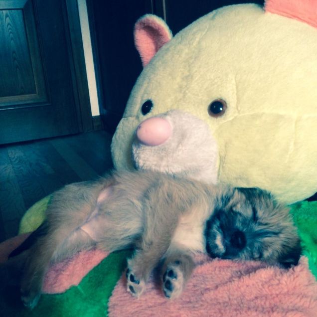 Sophie cucciolotta che dorme nel suo peluche 