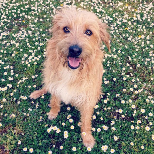 In mezzo alle margherite