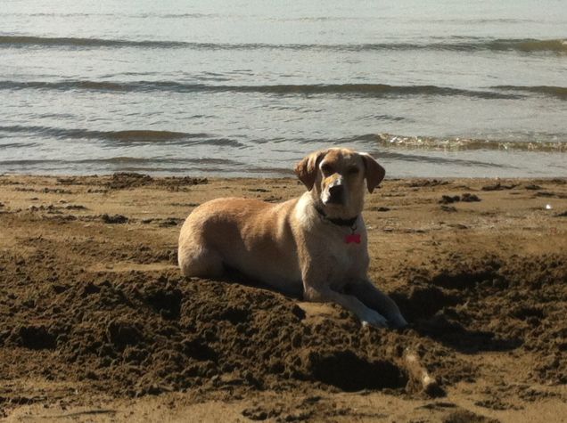 Luna e la buchetta ...