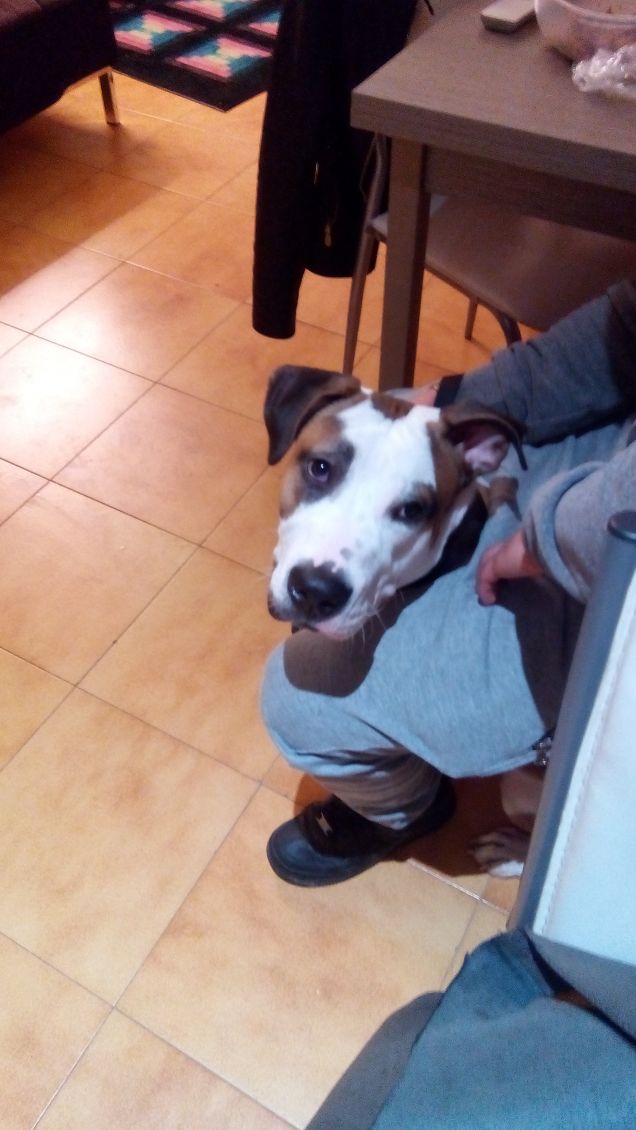 Il tuo cucciolo cresce cresce