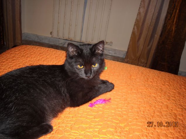 c'era una volta una cannetta di piume con cui giocavo.....