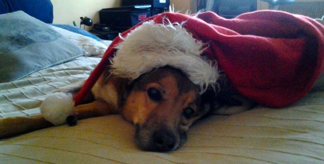 il natale per i cani