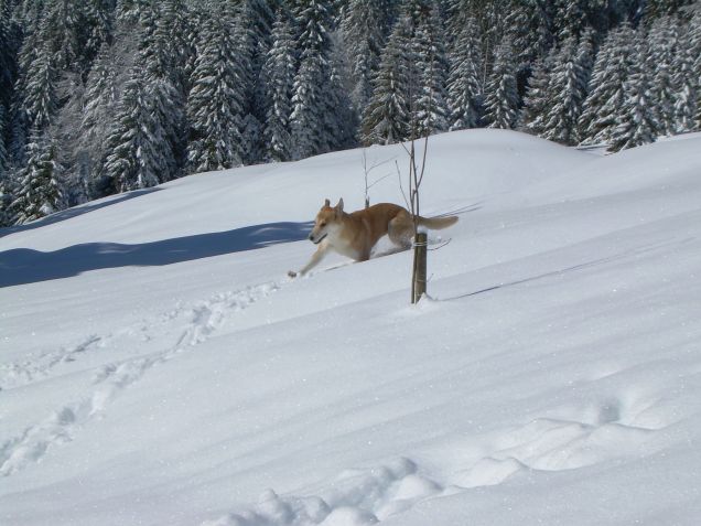 pastore delle nevi...