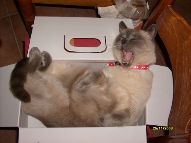 Il mio cucciolottooo