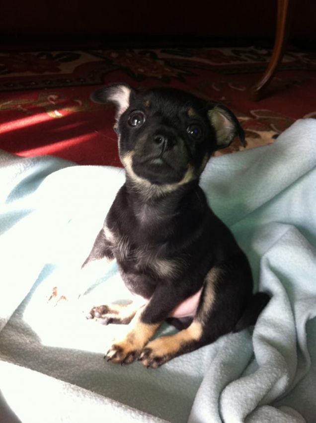 Perry appena arrivato