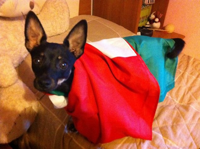 Sono un canino Italiano
