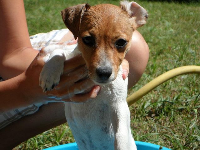 la mia bellissima maggie.........jack russel terrier
