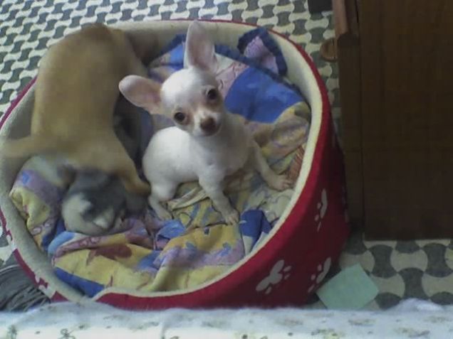 il mio cucciolo amoroso