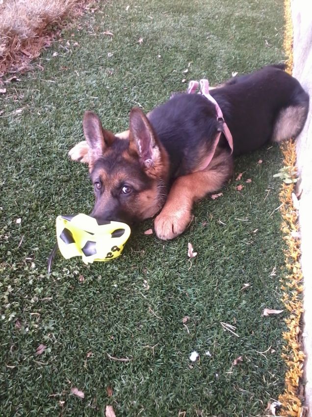 MAYA tre mesi e mezzo