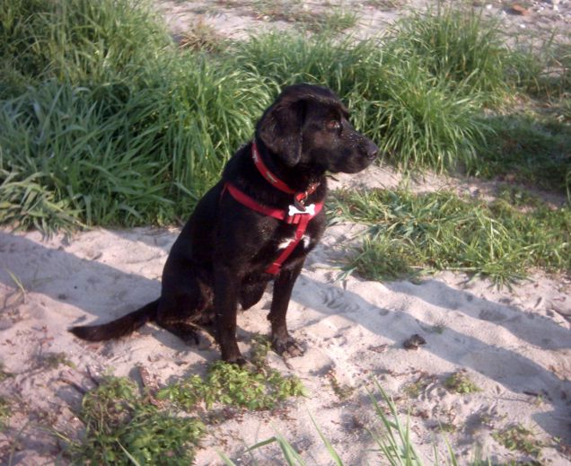 Geronimo: nuotatore esperto