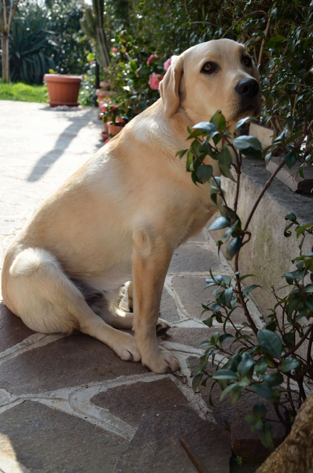 oscar nel suo giardino