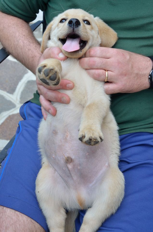 la panciotta di oscar