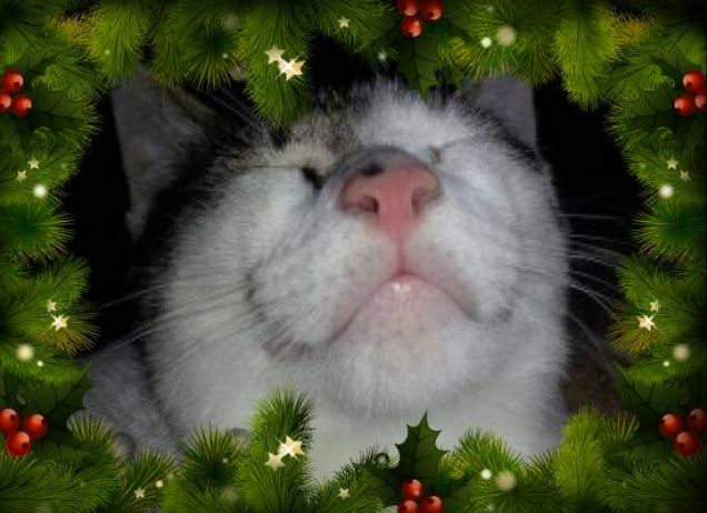 Wisky e il suo primo Natale