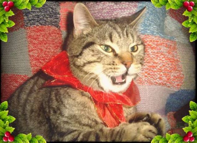 Buon natale da Simba :D