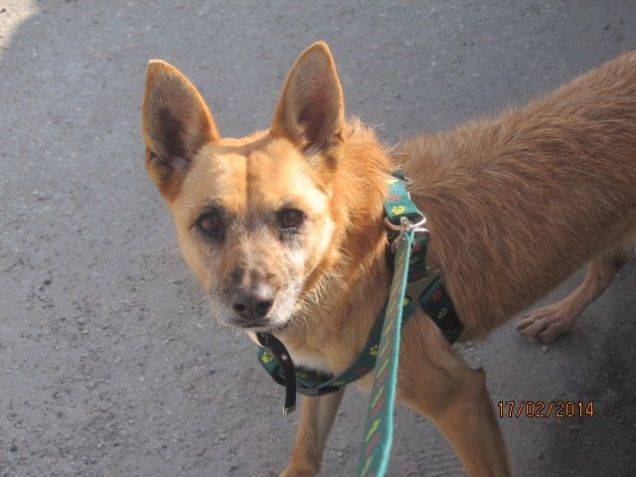 kimba a passeggio