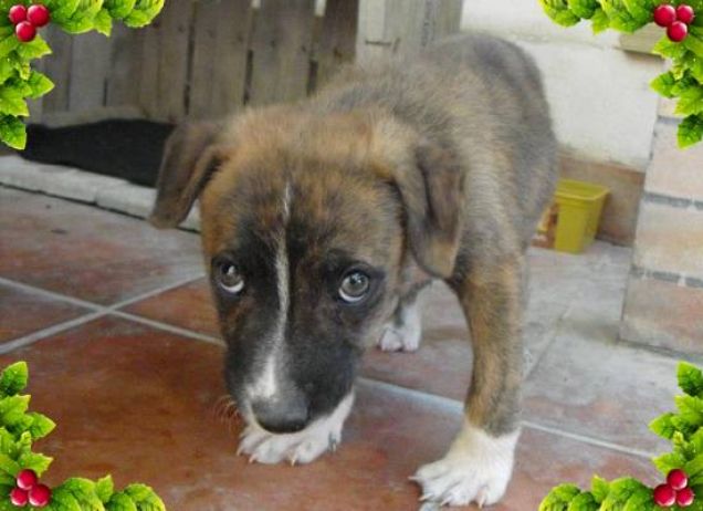 Il mio cucciolo Lucky