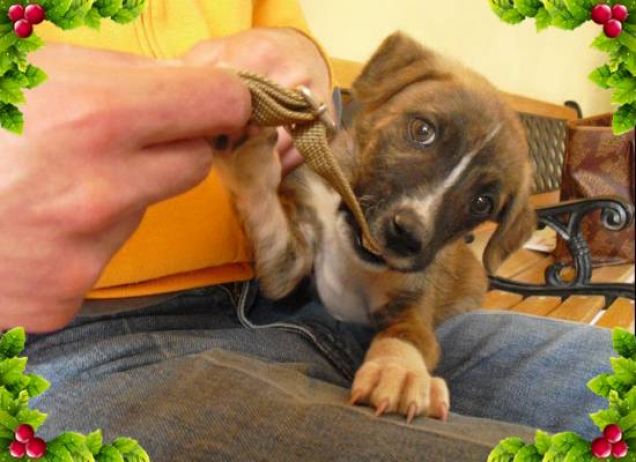 Lucky che mordicchia!