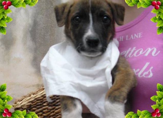 Lucky pronto per mangiare!