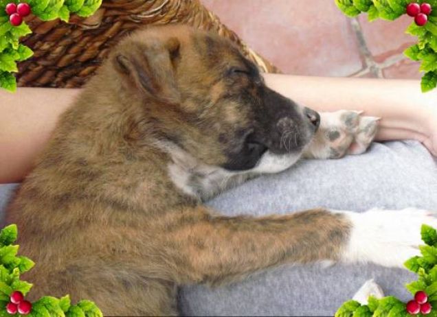 Lucky e il suo sonnellino