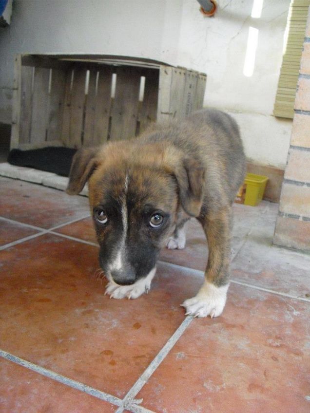 il mio Lucky da cucciolotto