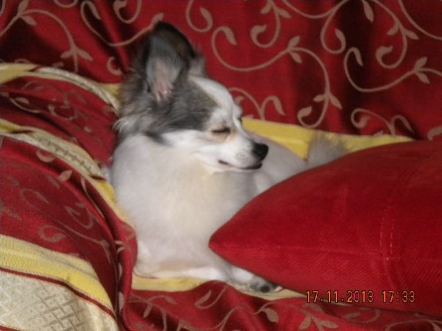 La mia piccola Jenny