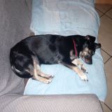 Pasquale