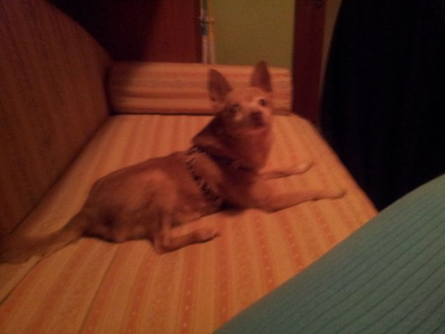 Il mio cane simpaticissimo