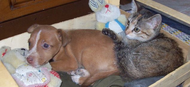 I due miei amori, Argo e Lilla