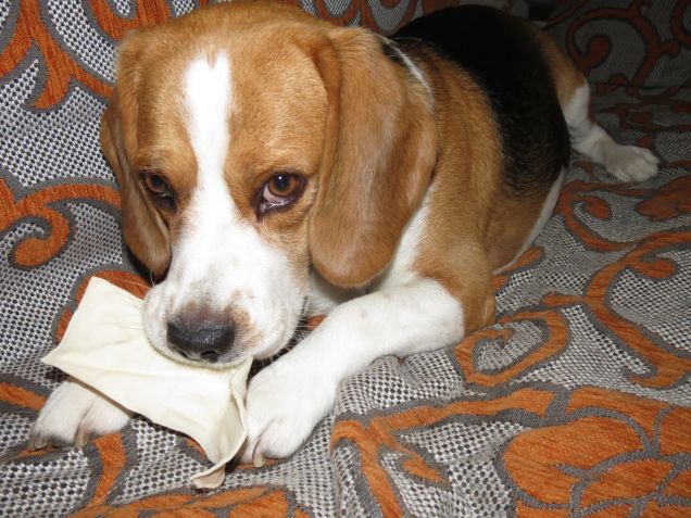 Tommy si pulisce i dentini!