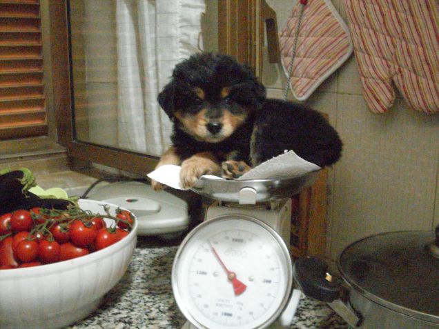 crescendo di giorno in giorno