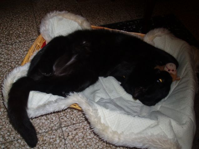 Scimmietta sei miaaaaaa