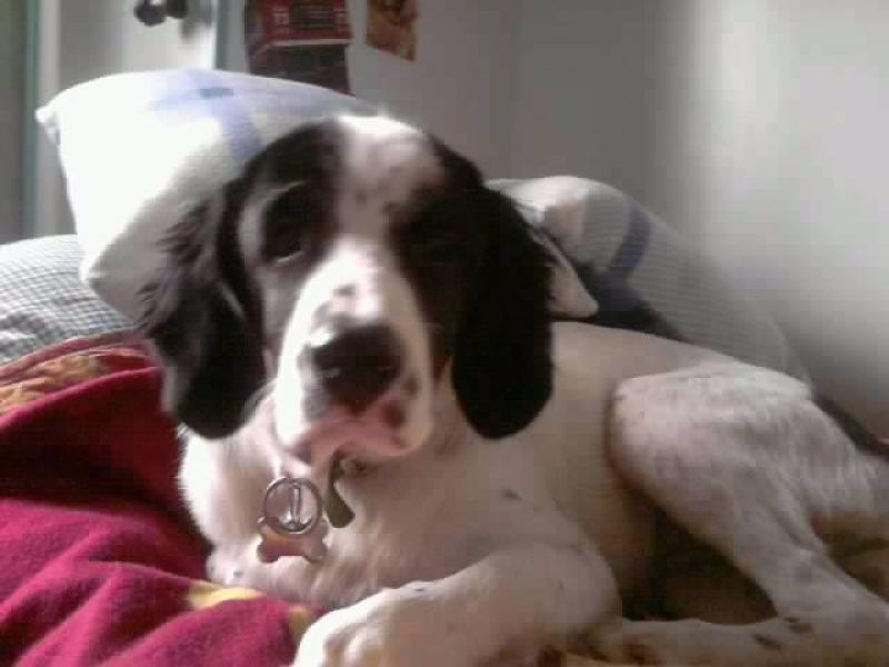 Spinger Spaniel per accoppiamento