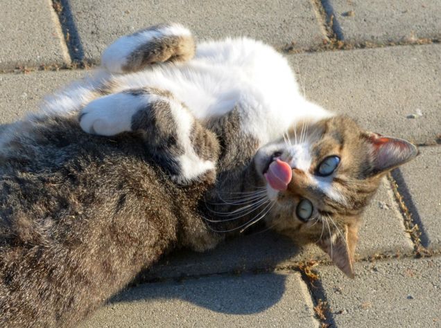 Guardate come vi auguro 'Buon Natale'?