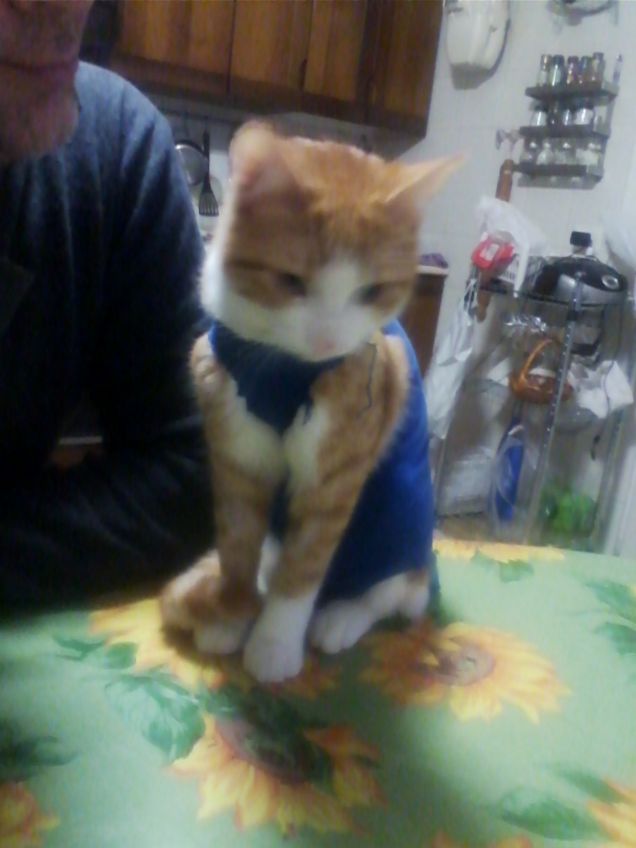 sofia appena operata