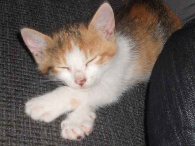 Macchia da piccolina