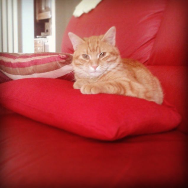 Gatto ton sur ton che classe!