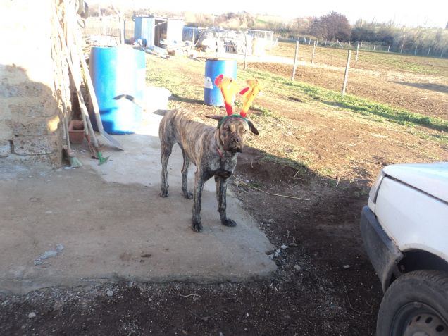 Natale-Renna- Amore *-*