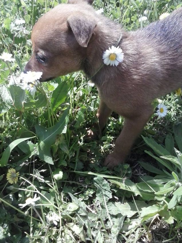 Un fiorellino tra le margherite 