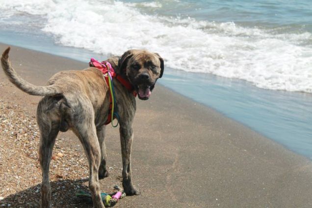 La prima volta al mare 