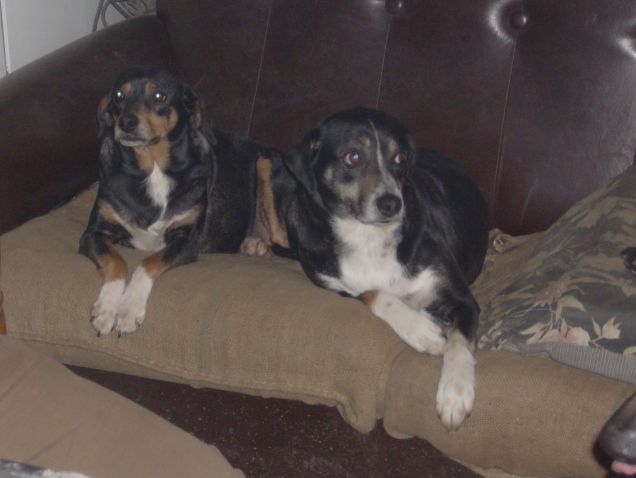 Pupa & Bianca (blanchette)