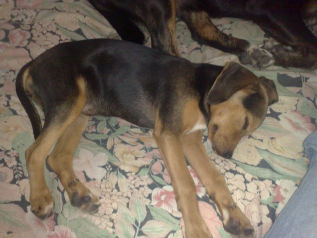 heidi piccola trovatella