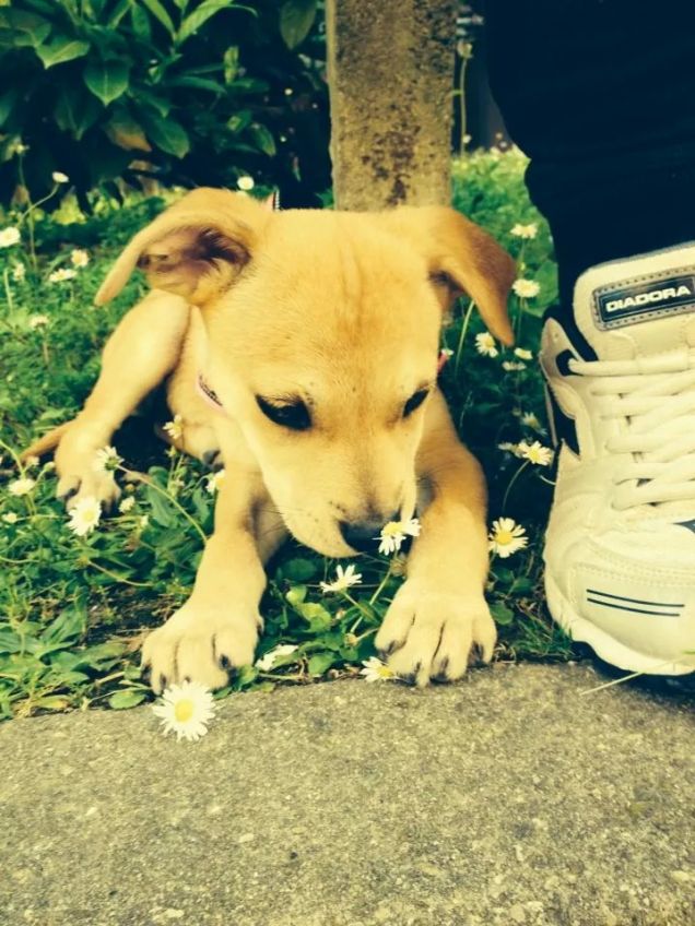 jasmine che annusa la margherita :)