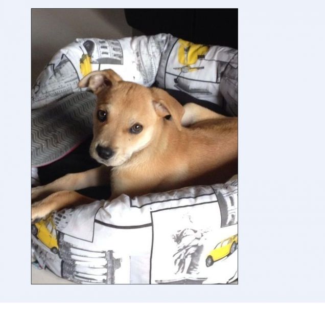 il mio cucciolo appena sveglio.. 'dov'è la mamma?'