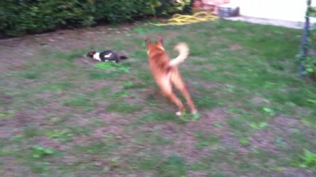 Rex che rincorre la piccola Maggie