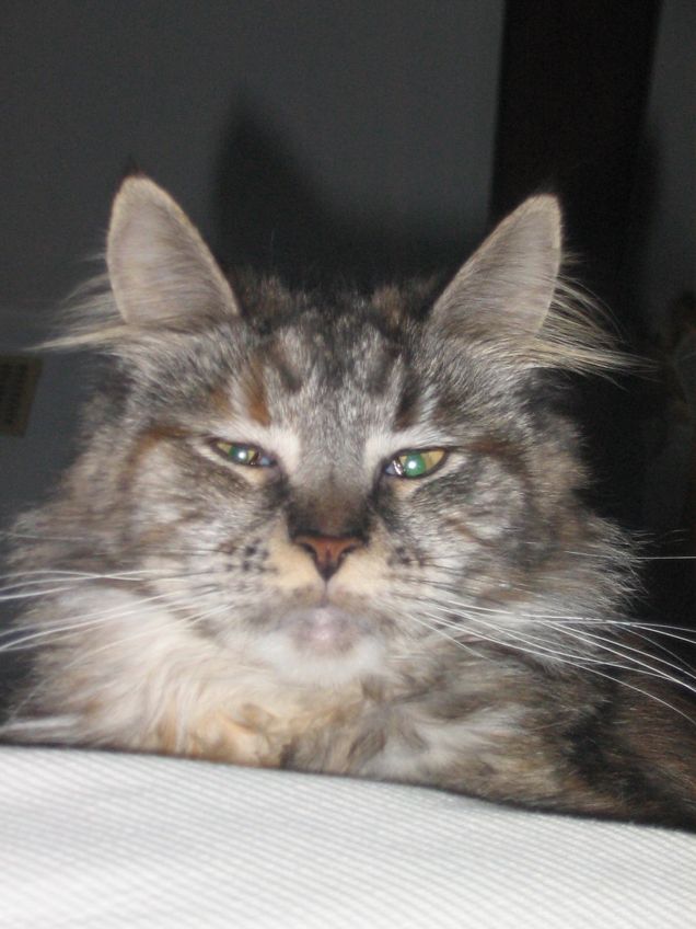 nefti princess woilodiz