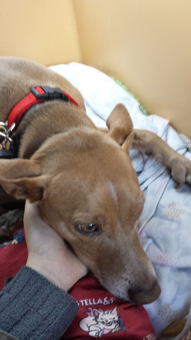 In viaggio verso la mia nuova casa