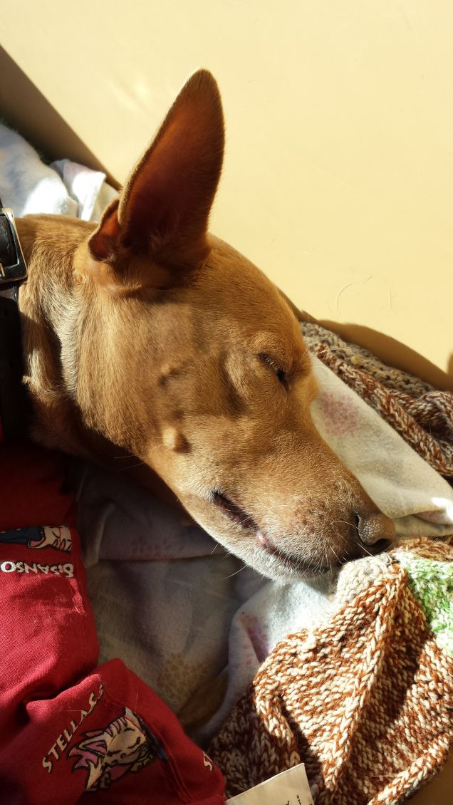 Sonnecchio sulla via di casa...