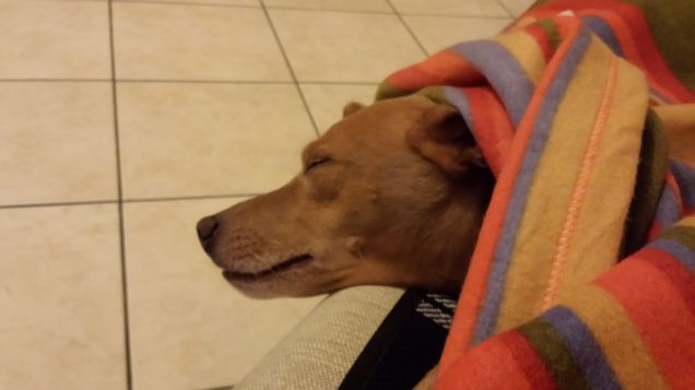 Sono un pigrone sonnecchione