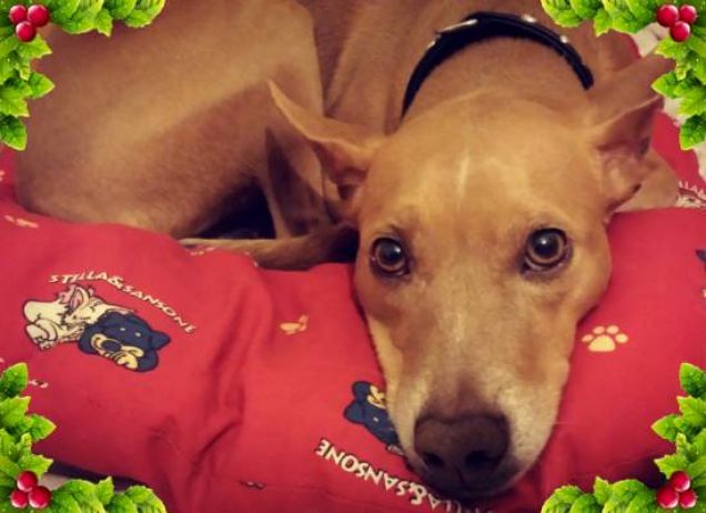 Non vedo l'ora che sia Natale 